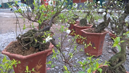 Mai[-]trắng,[-]nhiều[-]cánh[-]bung[-]nở[-]trong[-]tiết[-]trời[-]lạnh[-]khiến[-]nhiều[-]người[-]say[-]mê